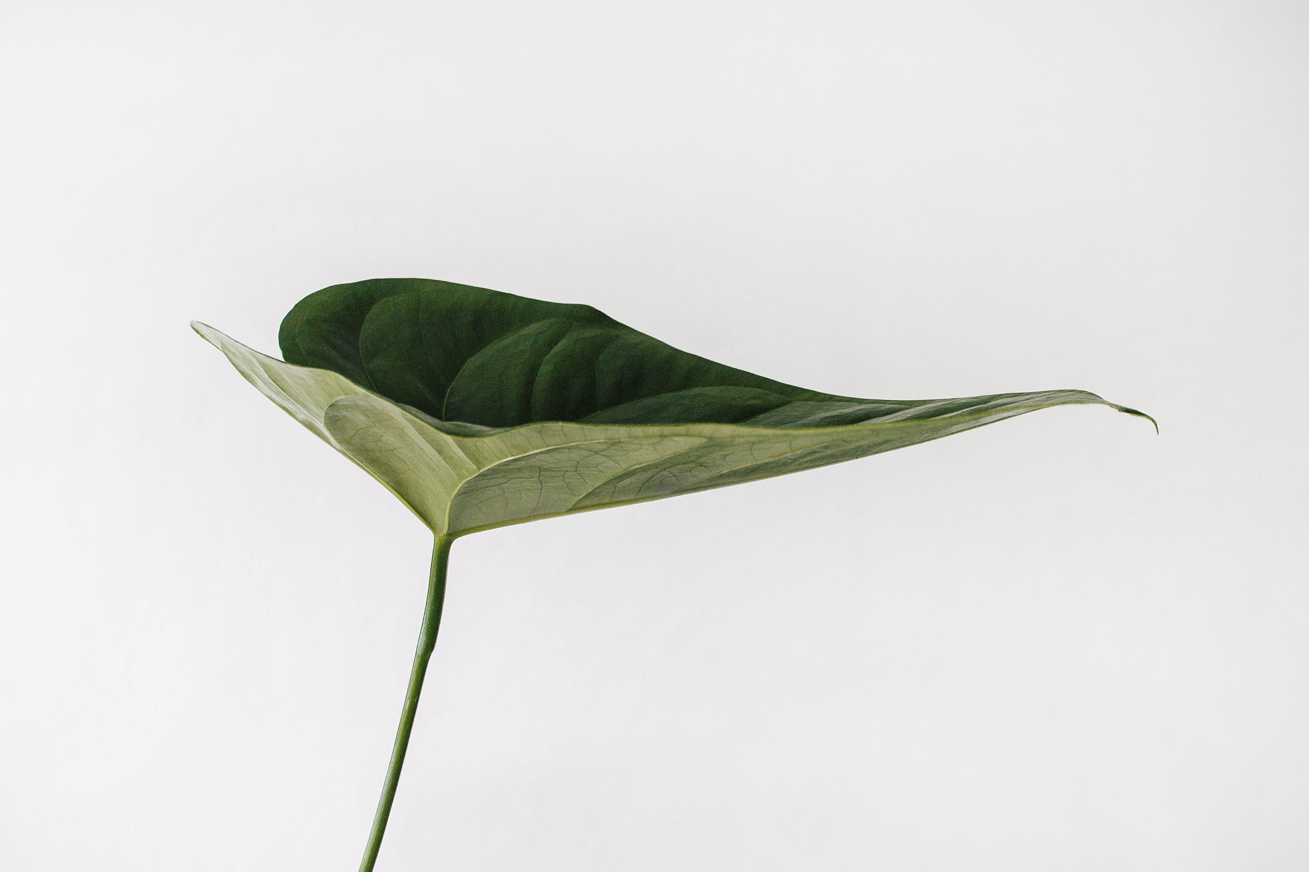 Single green leaf against a white background.